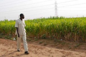 Programmes d&#039;auto-financement. Gabriel devant un champ de Sorghum bicolore (Gebel Awlia, 2011)