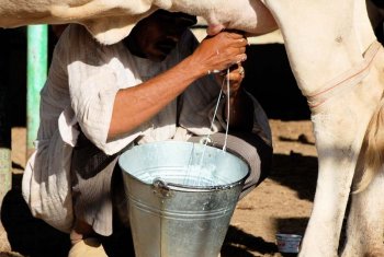 Programmes d&#039;auto-financement. Gebel Awlia (2010)
